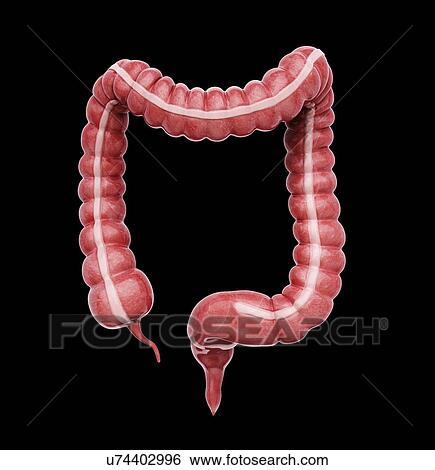 Large intestine, artwork View Large Illustration Stock Illustration - Large intestine, artwork. Fotosearch