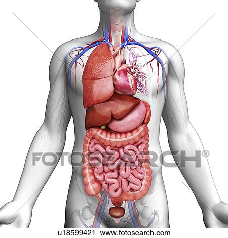 Clip Art - Male anatomy, artwork. Fotosearch