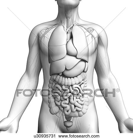 Male anatomy, artwork View Large Illustration Clip Art - Male anatomy, artwork. Fotosearch