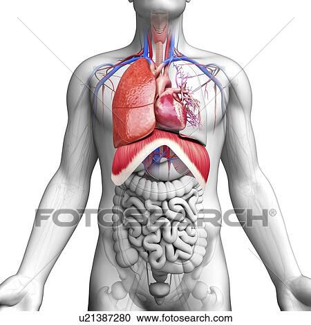 Male anatomy, artwork View Large Illustration Clipart - Male anatomy, artwork. Fotosearch