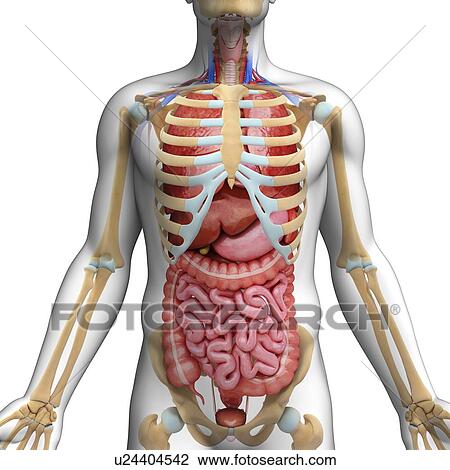 Male anatomy, artwork View Large Illustration Drawing - Male anatomy, artwork. Fotosearch