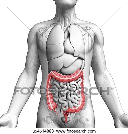 Male anatomy, artwork View Large Illustration Drawing - Male anatomy, artwork. Fotosearch