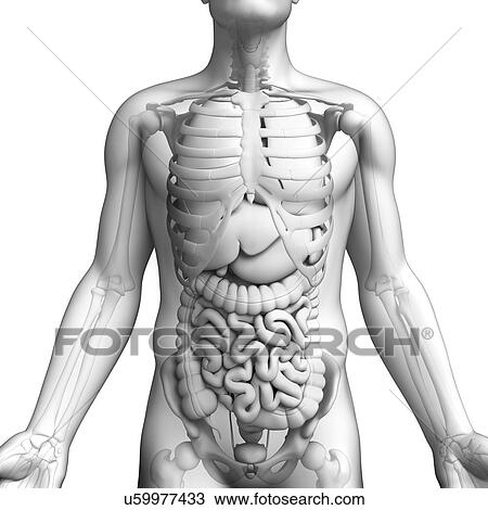 Drawing - Male anatomy, artwork. Fotosearch
