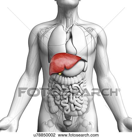 Male anatomy, artwork View Large Illustration Drawing - Male anatomy, artwork. Fotosearch