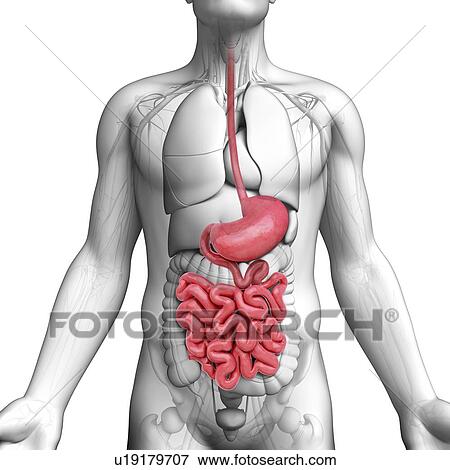 Stock Illustration - Male anatomy, artwork. Fotosearch