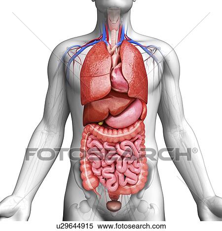 Stock Illustration - Male anatomy, artwork. Fotosearch