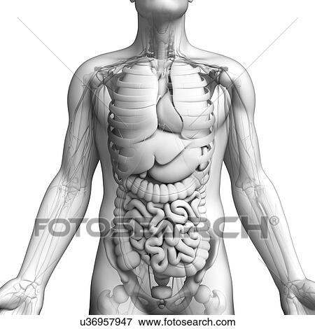 Stock Illustration - Male anatomy, artwork. Fotosearch