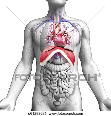 Stock Illustration - Male anatomy, artwork. Fotosearch