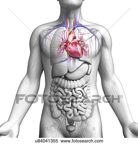 Stock Illustration - Male anatomy, artwork. Fotosearch