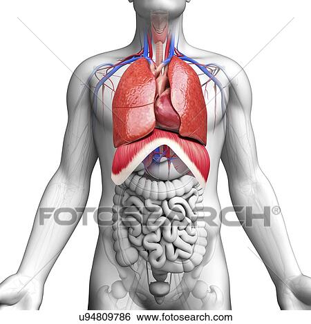 Stock Illustration - Male anatomy, artwork. Fotosearch