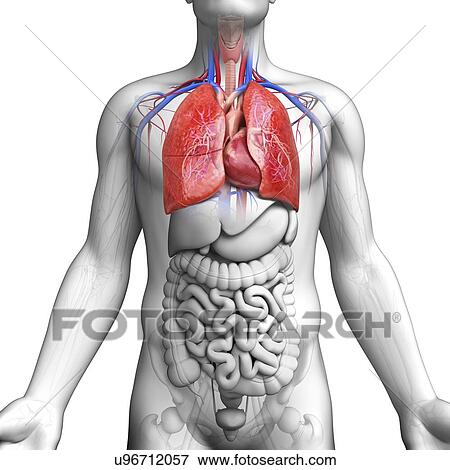 Stock Illustration - Male respiratory system, artwork. Fotosearch