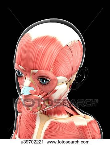 Clip Art - Muscular system, artwork. Fotosearch