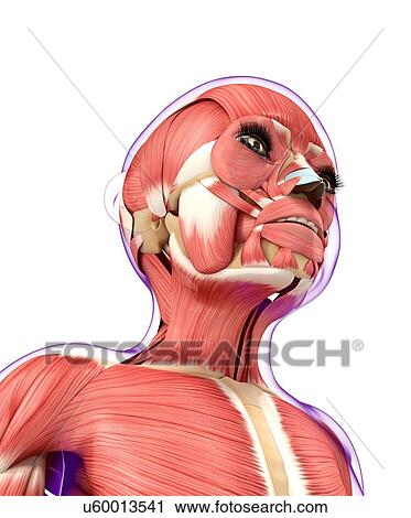 Clip Art - Muscular system, artwork. Fotosearch