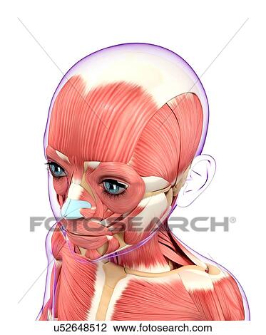 Drawing - Muscular system, artwork. Fotosearch