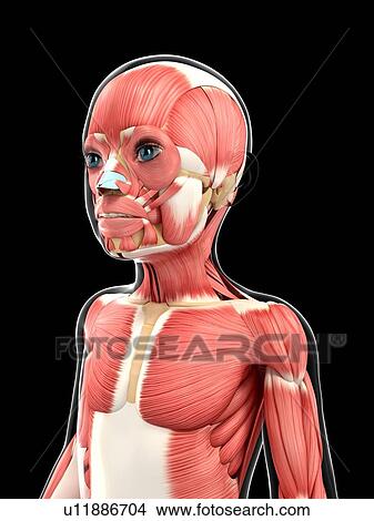 Muscular system, artwork View Large Illustration Stock Illustration - Muscular system, artwork. Fotosearch