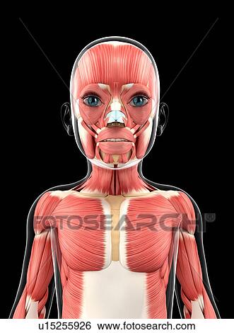 Stock Illustration - Muscular system, artwork. Fotosearch