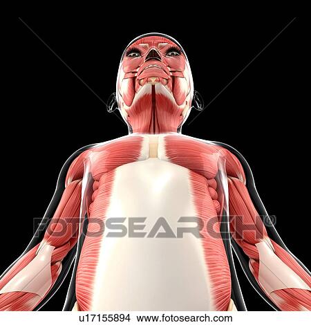Stock Illustration - Muscular system, artwork. Fotosearch