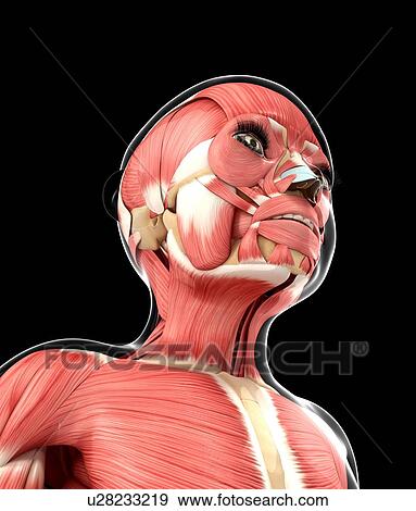 Muscular system, artwork View Large Illustration Stock Illustration - Muscular system, artwork. Fotosearch