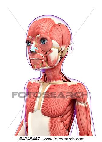 Stock Illustration - Muscular system, artwork. Fotosearch