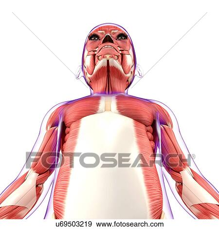 Muscular system, artwork View Large Illustration Stock Illustration - Muscular system, artwork. Fotosearch