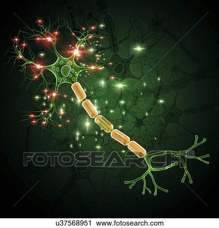 Clip Art - Nerve cell, artwork. Fotosearch