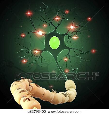 Nerve cell, artwork View Large Illustration Clipart - Nerve cell, artwork. Fotosearch