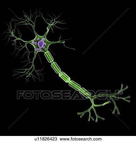 Drawing - Nerve cell, artwork. Fotosearch