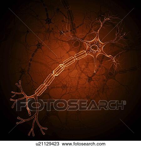 Nerve cell, artwork View Large Illustration Drawing - Nerve cell, artwork. Fotosearch