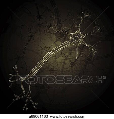 Nerve cell, artwork View Large Illustration Drawing - Nerve cell, artwork. Fotosearch