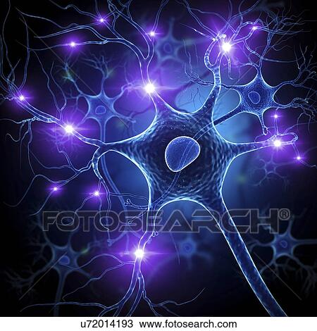 Drawing - Nerve cell, artwork. Fotosearch