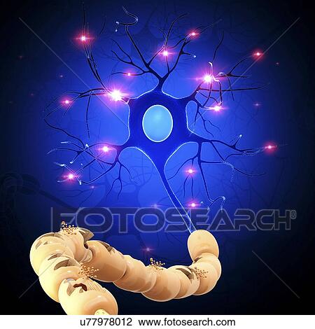 Nerve cell, artwork View Large Illustration Drawing - Nerve cell, artwork. Fotosearch