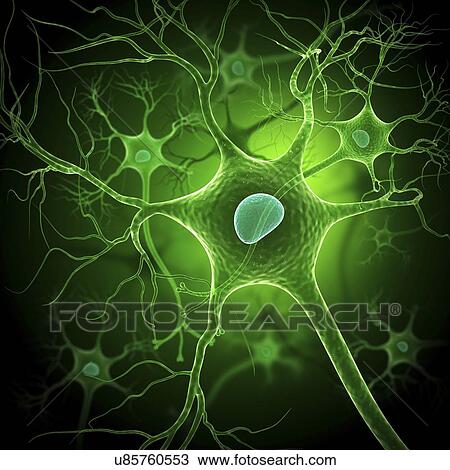 Nerve cell, artwork View Large Illustration Drawing - Nerve cell, artwork. Fotosearch
