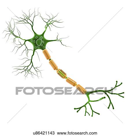 Nerve cell, artwork View Large Illustration Drawing - Nerve cell, artwork. Fotosearch