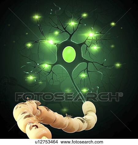 Nerve cell, artwork View Large Illustration Stock Illustration - Nerve cell, artwork. Fotosearch