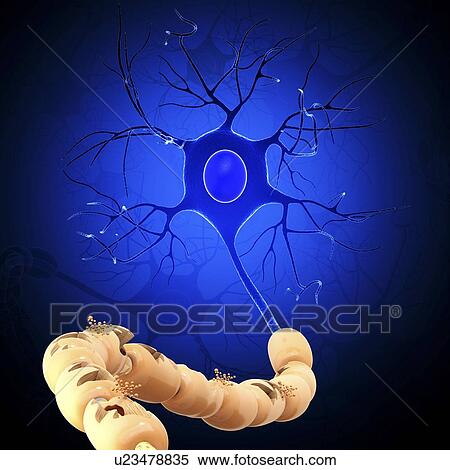 Nerve cell, artwork View Large Illustration Stock Illustration - Nerve cell, artwork. Fotosearch