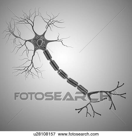 Nerve cell, artwork View Large Illustration Stock Illustration - Nerve cell, artwork. Fotosearch