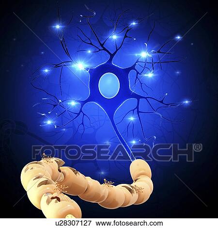 Stock Illustration - Nerve cell, artwork. Fotosearch