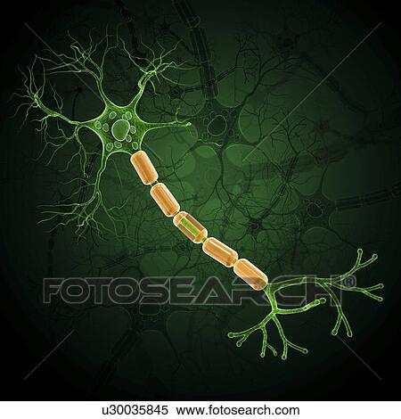 Nerve cell, artwork View Large Illustration Stock Illustration - Nerve cell, artwork. Fotosearch