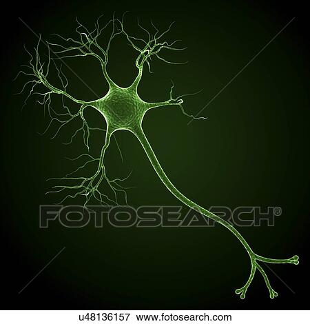 Stock Illustration - Nerve cell, artwork. Fotosearch