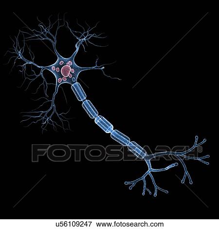 Stock Illustration - Nerve cell, artwork. Fotosearch