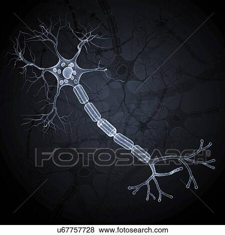 Stock Illustration - Nerve cell, artwork. Fotosearch
