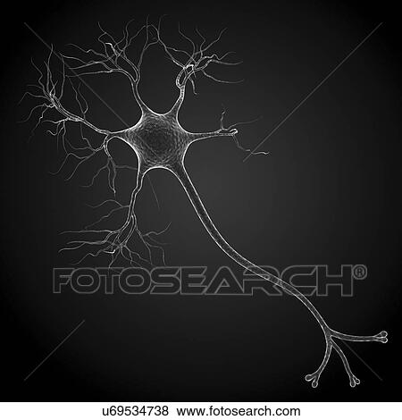 Nerve cell, artwork View Large Illustration Stock Illustration - Nerve cell, artwork. Fotosearch