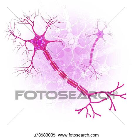 Nerve cell, artwork View Large Illustration Stock Illustration - Nerve cell, artwork. Fotosearch
