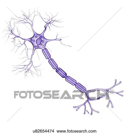 Stock Illustration - Nerve cell, artwork. Fotosearch