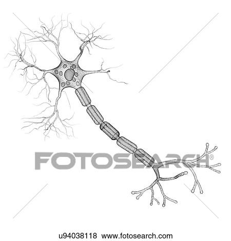 Stock Illustration - Nerve cell, artwork. Fotosearch