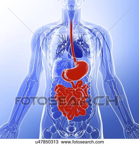 Small intestine, artwork View Large Illustration Drawing - Small intestine, artwork. Fotosearch