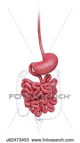 Small intestine, artwork Drawing | u62473453 | Fotosearch