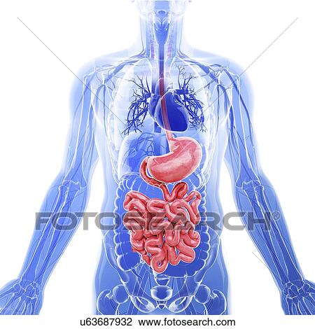 Small intestine, artwork Drawing | u63687932 | Fotosearch