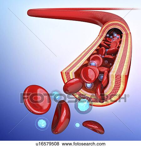 Stock Illustration of Human artery, artwork u16579508 - Search EPS Clip ...