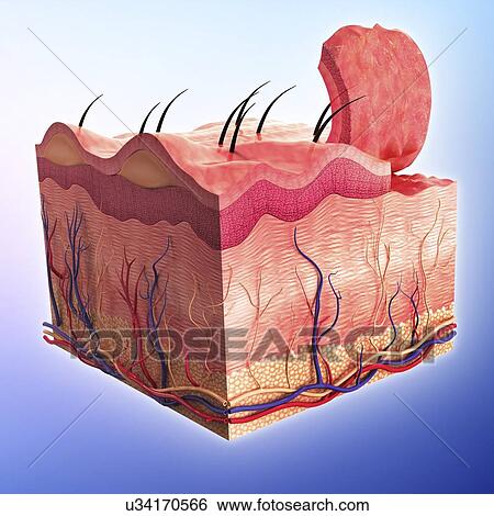 Stock Illustration of Human skin, artwork u34170566 - Search Clip Art ...